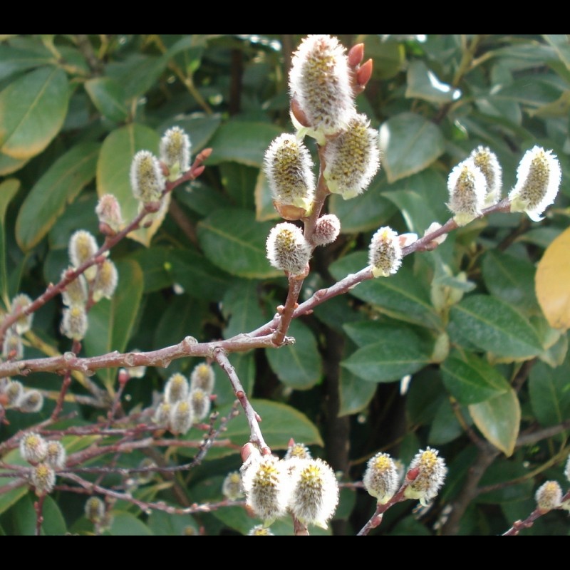 Vente en ligne de Saule marsault 'Pendula' 0