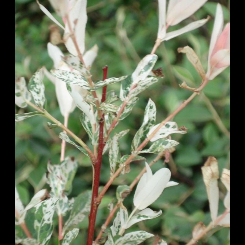 Vente en ligne de Saule crevette 'Hakuro Nishiki' 3