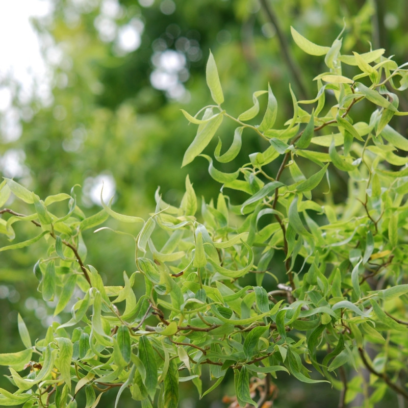 Vente en ligne de Saule tortueux 0