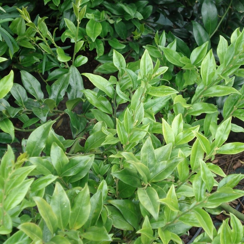 Vente en ligne de Sarcococca humilis 0