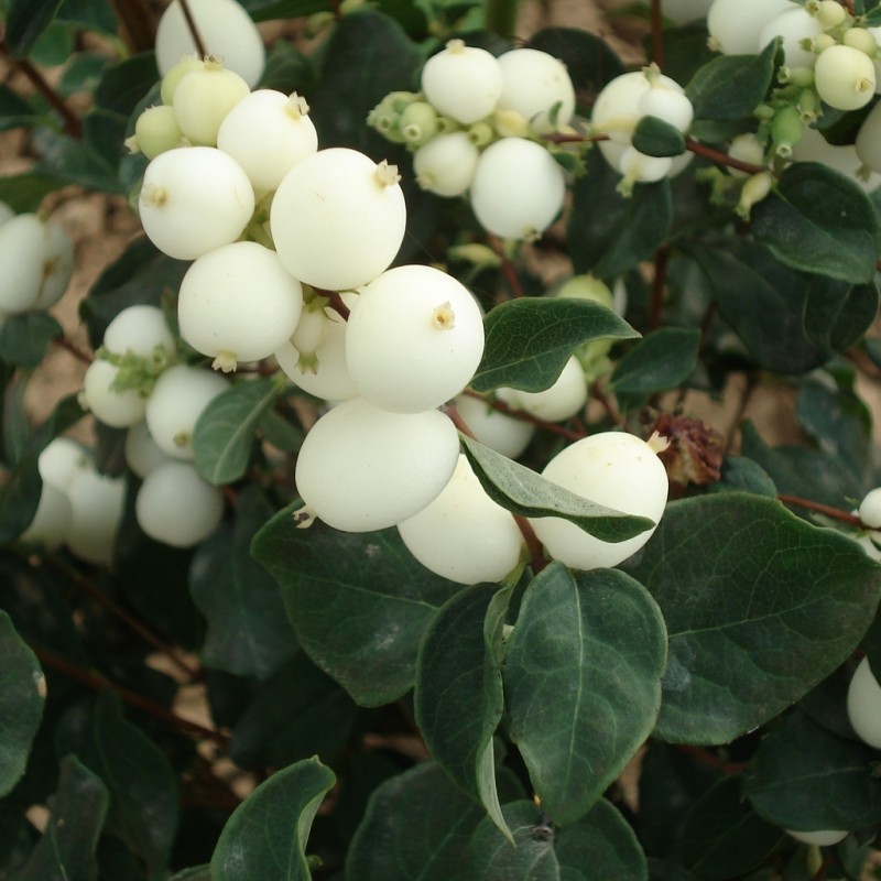 Vente en ligne de Symphorine à fruits blancs 'White Hedge' 0