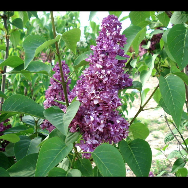 Vente en ligne de Lilas violet 'Charles Joly' 0