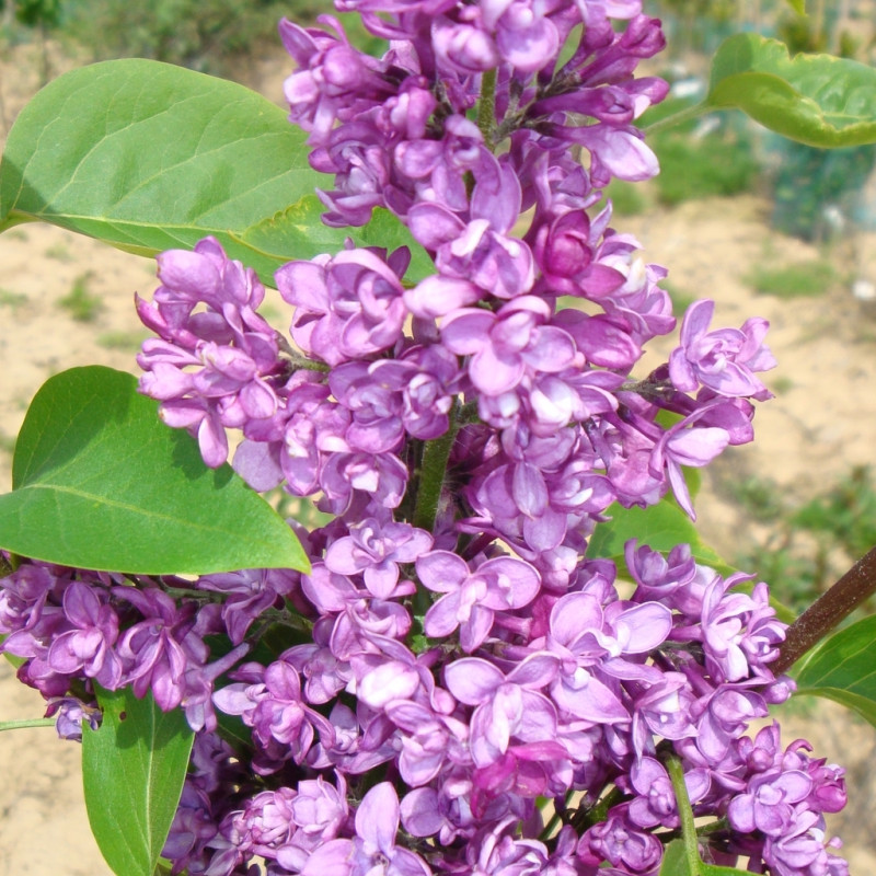 Vente en ligne de Lilas violet 'Charles Joly' 2