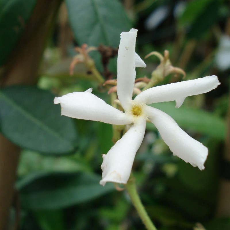 Vente en ligne de Jasmin étoilé, très parfumé 0