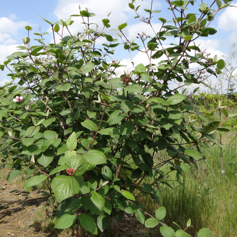 Vente en ligne de Viburnum caduc 'Aurora' 1