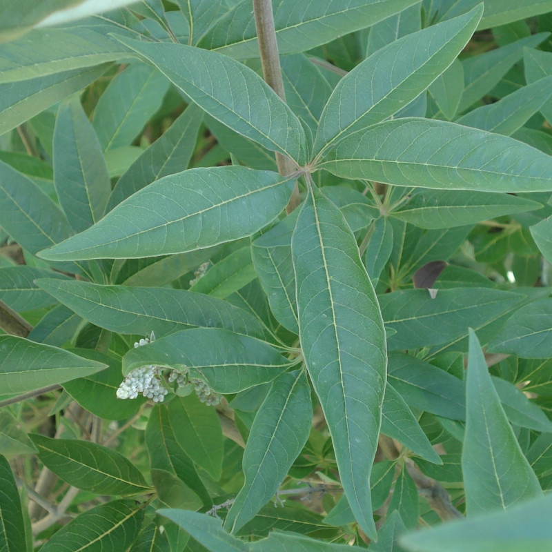 Vente en ligne de Arbre au poivre, Gattilier 1