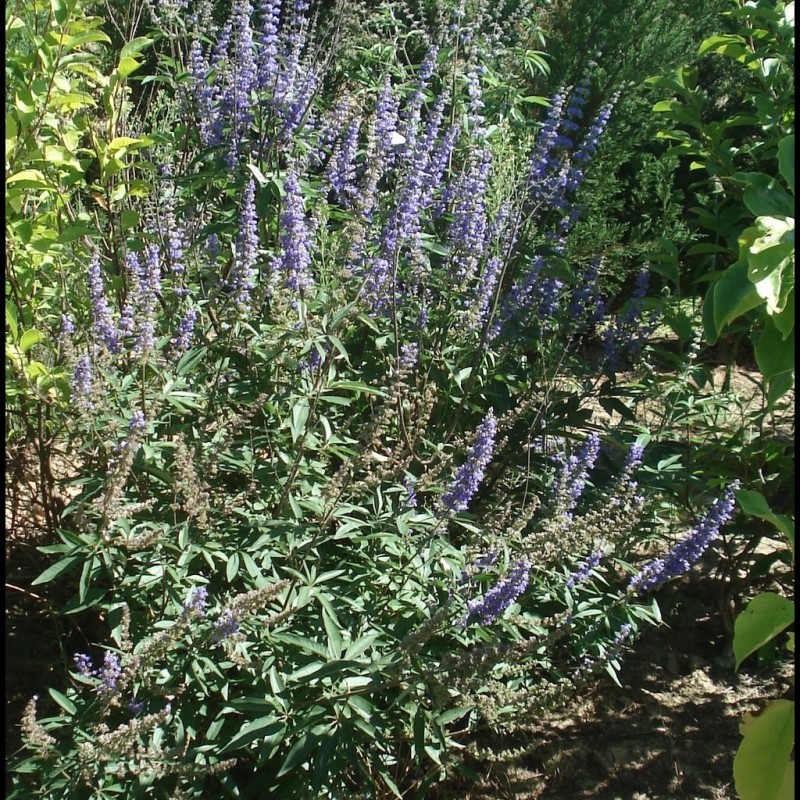 Vente en ligne de Arbre au poivre, Gattilier 2