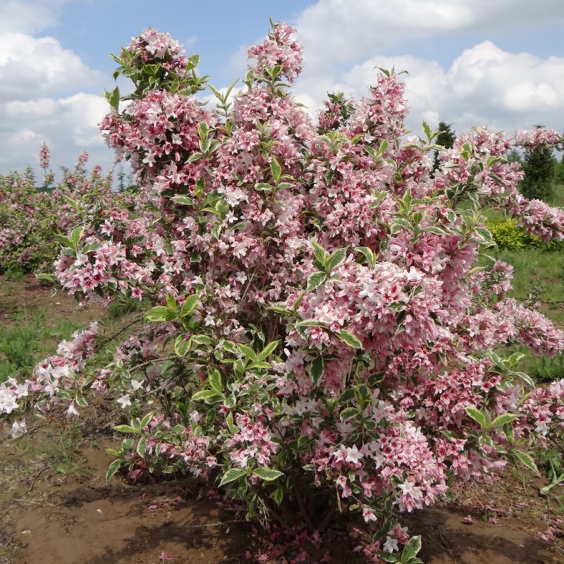 Vente en ligne de Weigélia panaché 'Kosteriana Variegata' 1