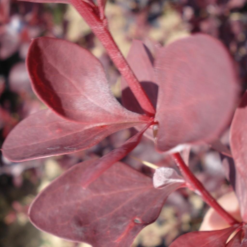 Achat Berberis Auricauma