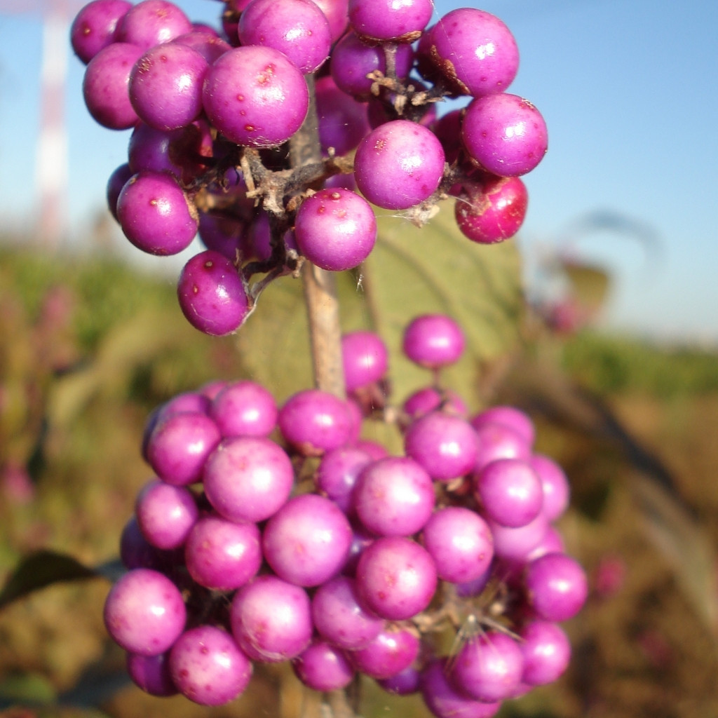 Achat Callicarpa bodinieri 'Profusion'