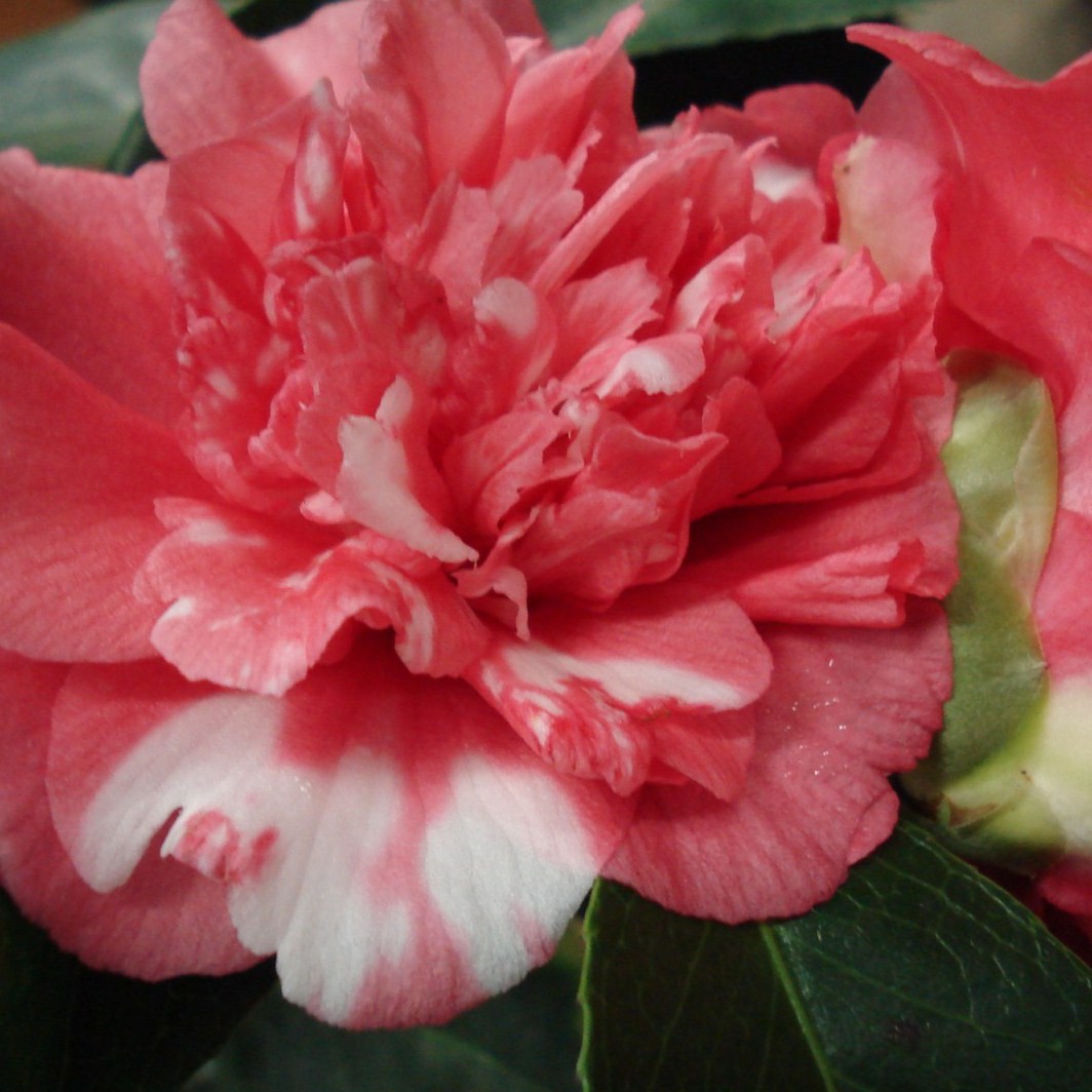 Vente de camelia rose vif - Pépinières Chatelain