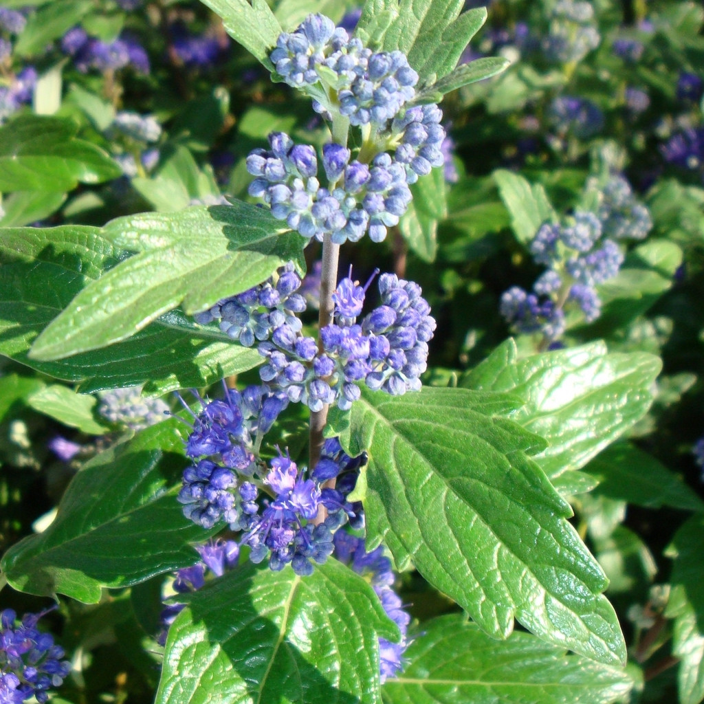 Achat Caryopteris 'Grand bleu'