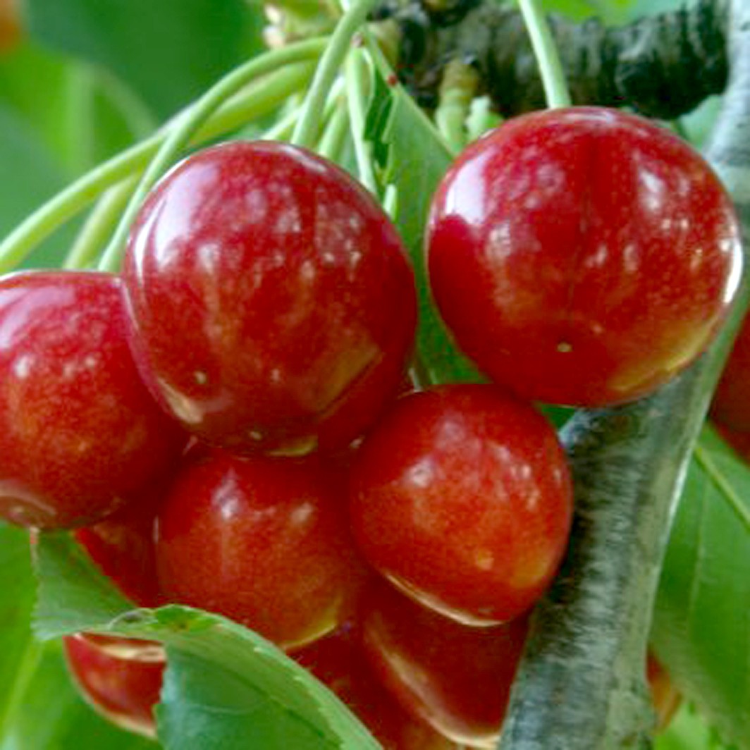 Achat CERISIER - Prunus avium x cerasus - cerise vraie 'Reine hortense'