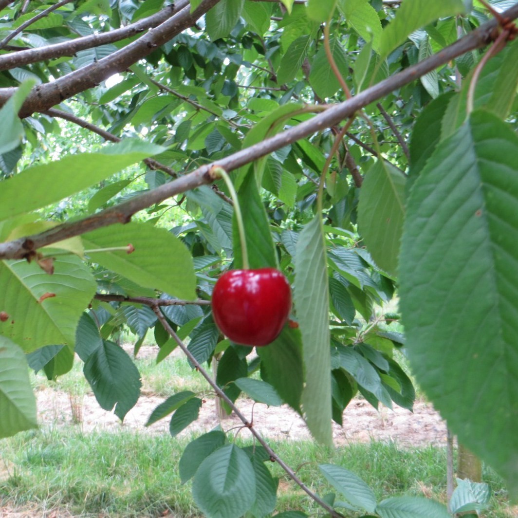 Achat CERISIER - Prunus avium - bigarreau 'Belges'