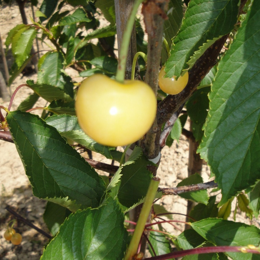Achat CERISIER - Prunus avium - bigarreau 'Blanc'