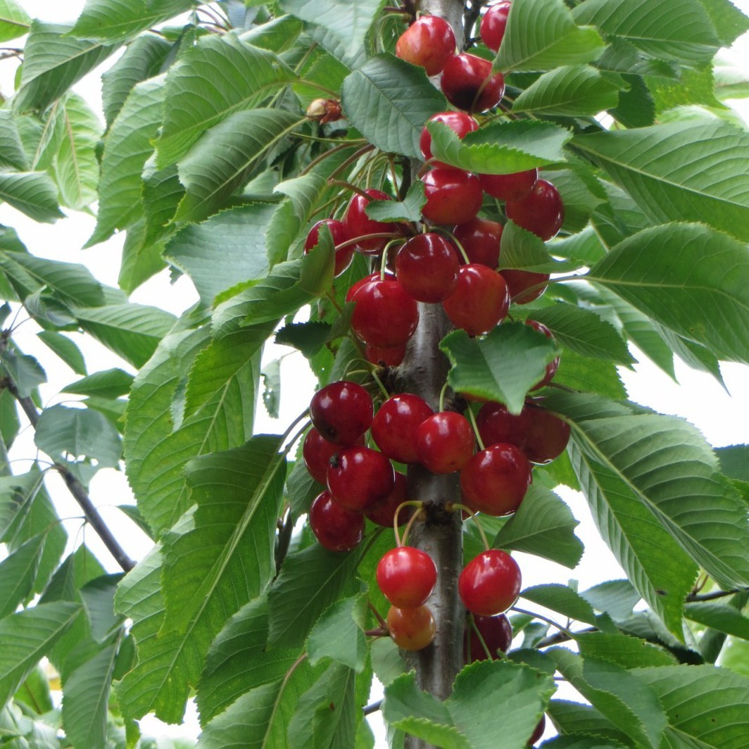 Achat CERISIER - Prunus avium - bigarreau 'Napoléon'