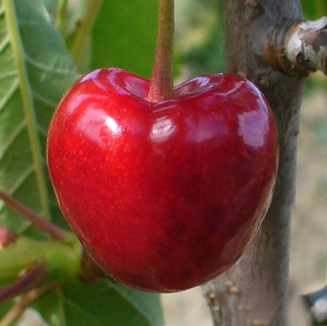Achat CERISIER - Prunus avium - bigarreau 'Tigre ou marbré'