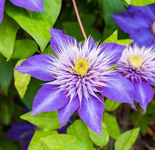 Achat Clematite bleu