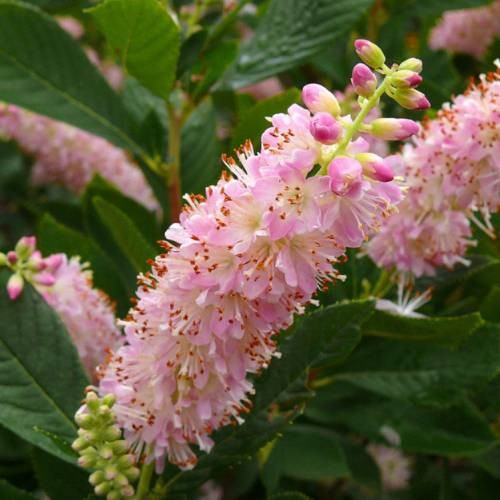 Achat Clethra 'Pink Fire'