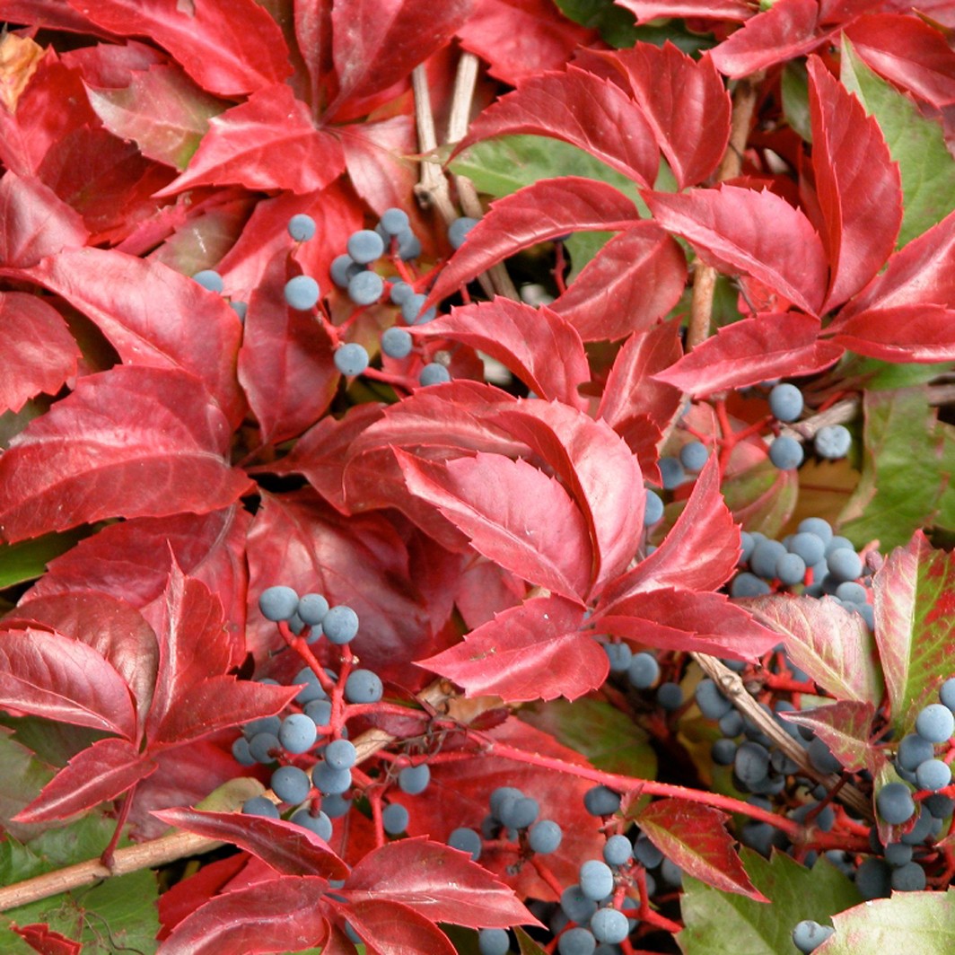 Achat Vigne vierge 5 Feuilles