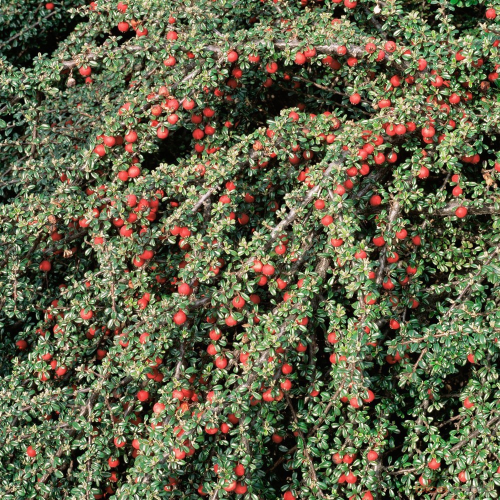 Achat Cotoneaster mycrophyllus