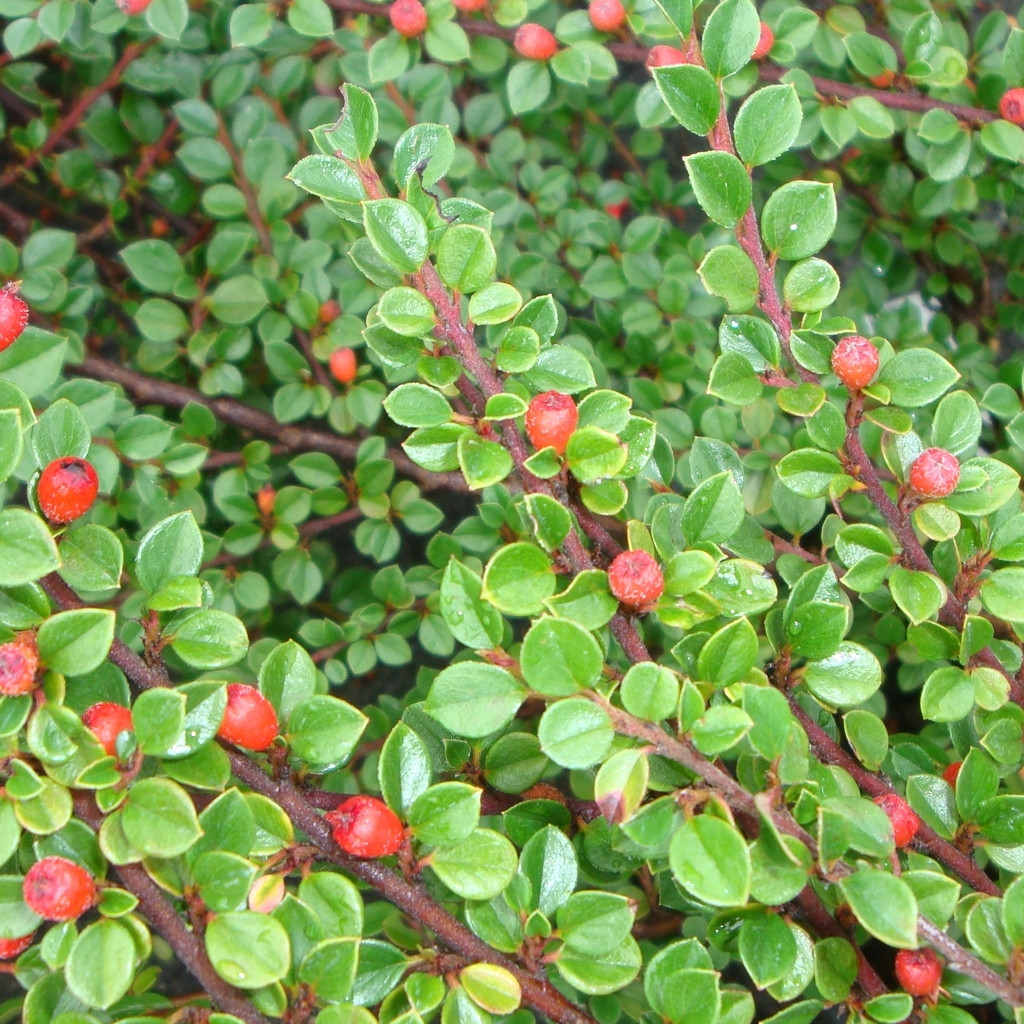 Achat Cotoneaster horizontalis