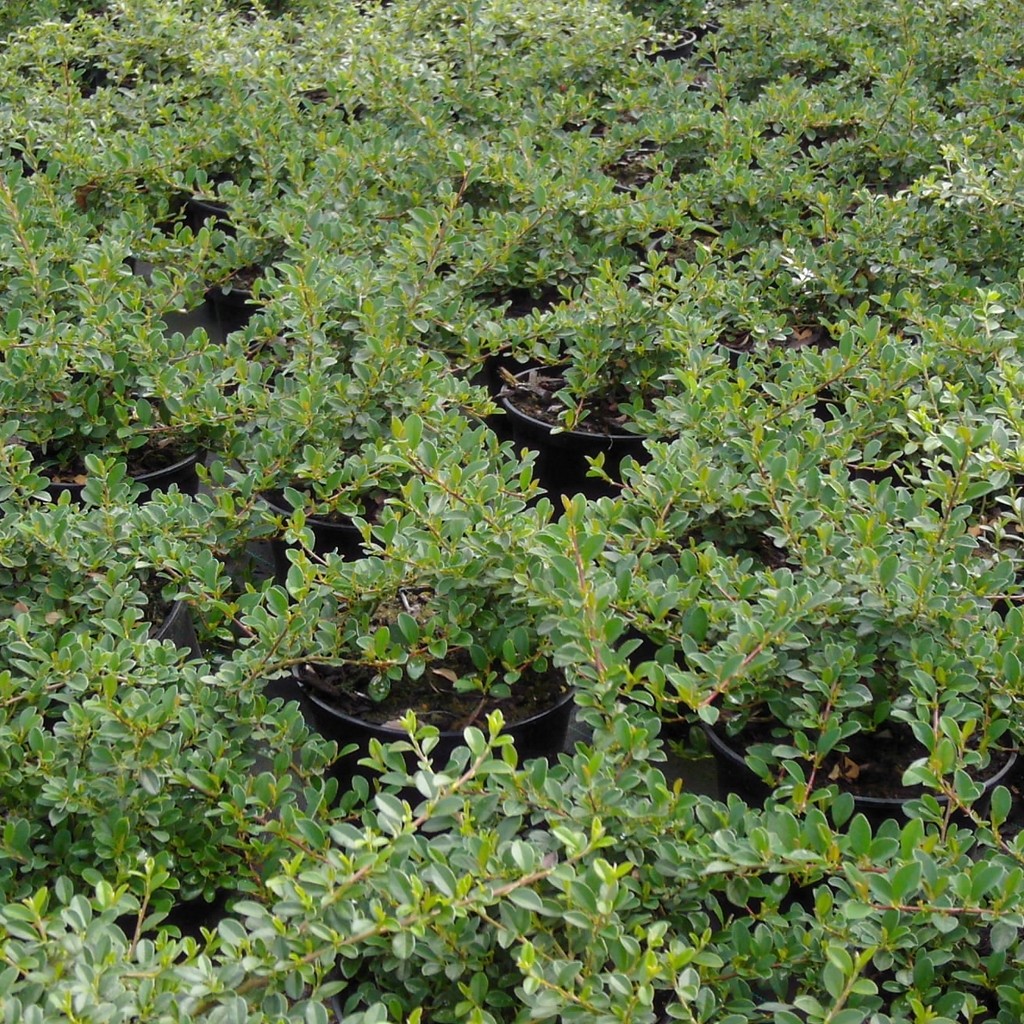 Achat Cotoneaster radicans