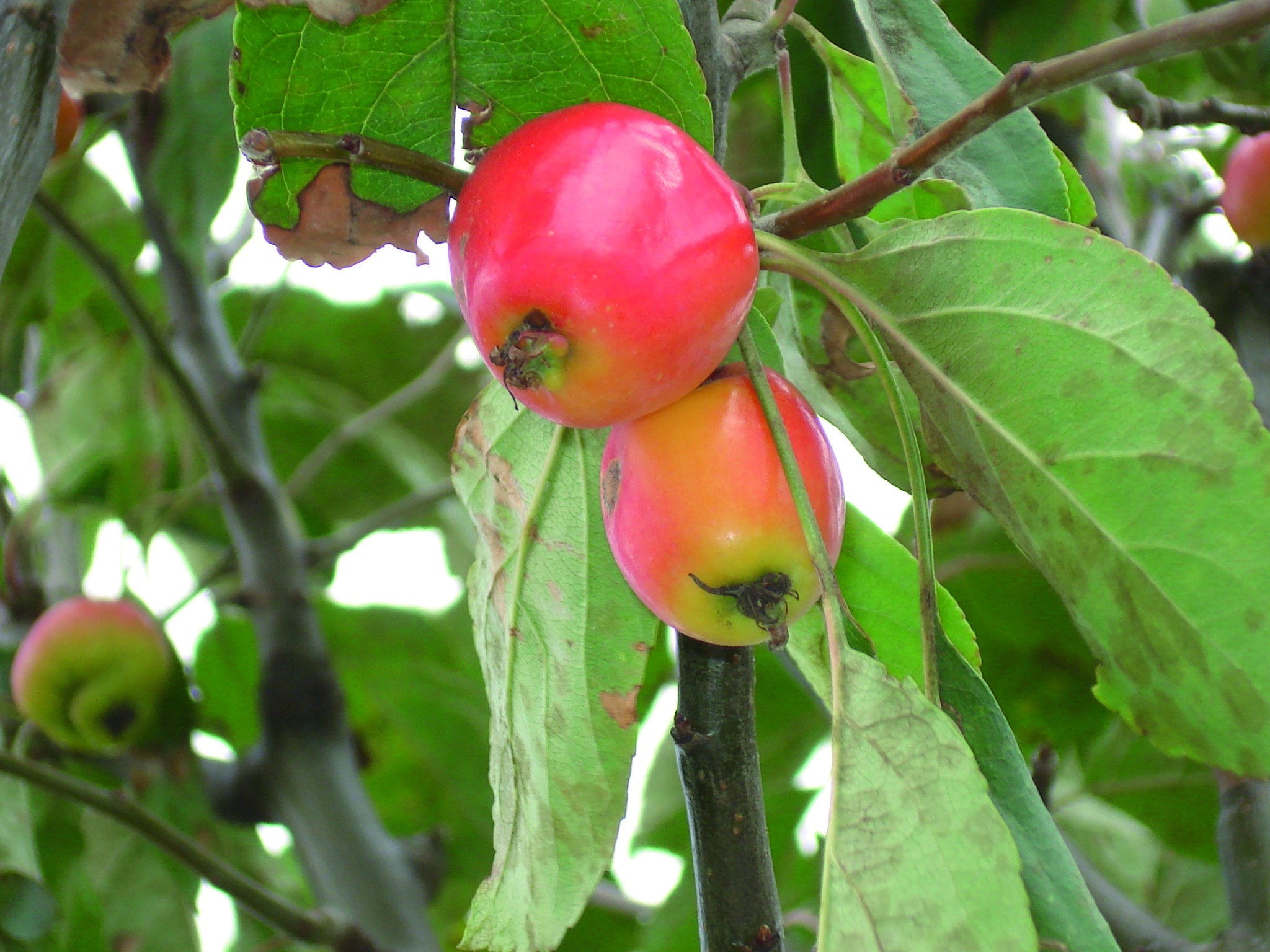 Achat Pommier à fleurs gros fruits