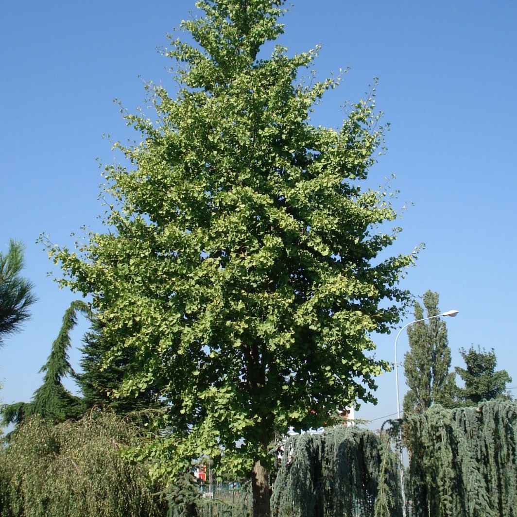 Achat Arbre aux 40 écus