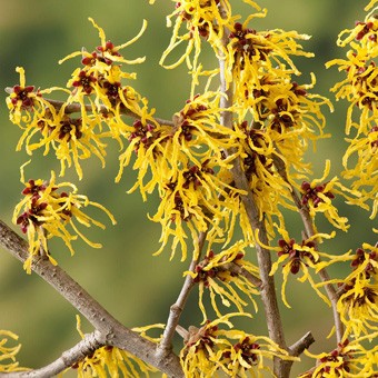 Achat Hamamelis jaune