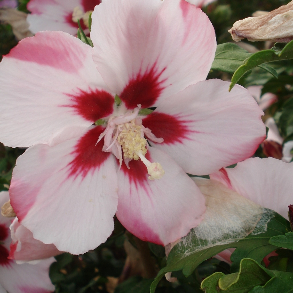 Achat Althea à fleurs simples rose à cœur rouge