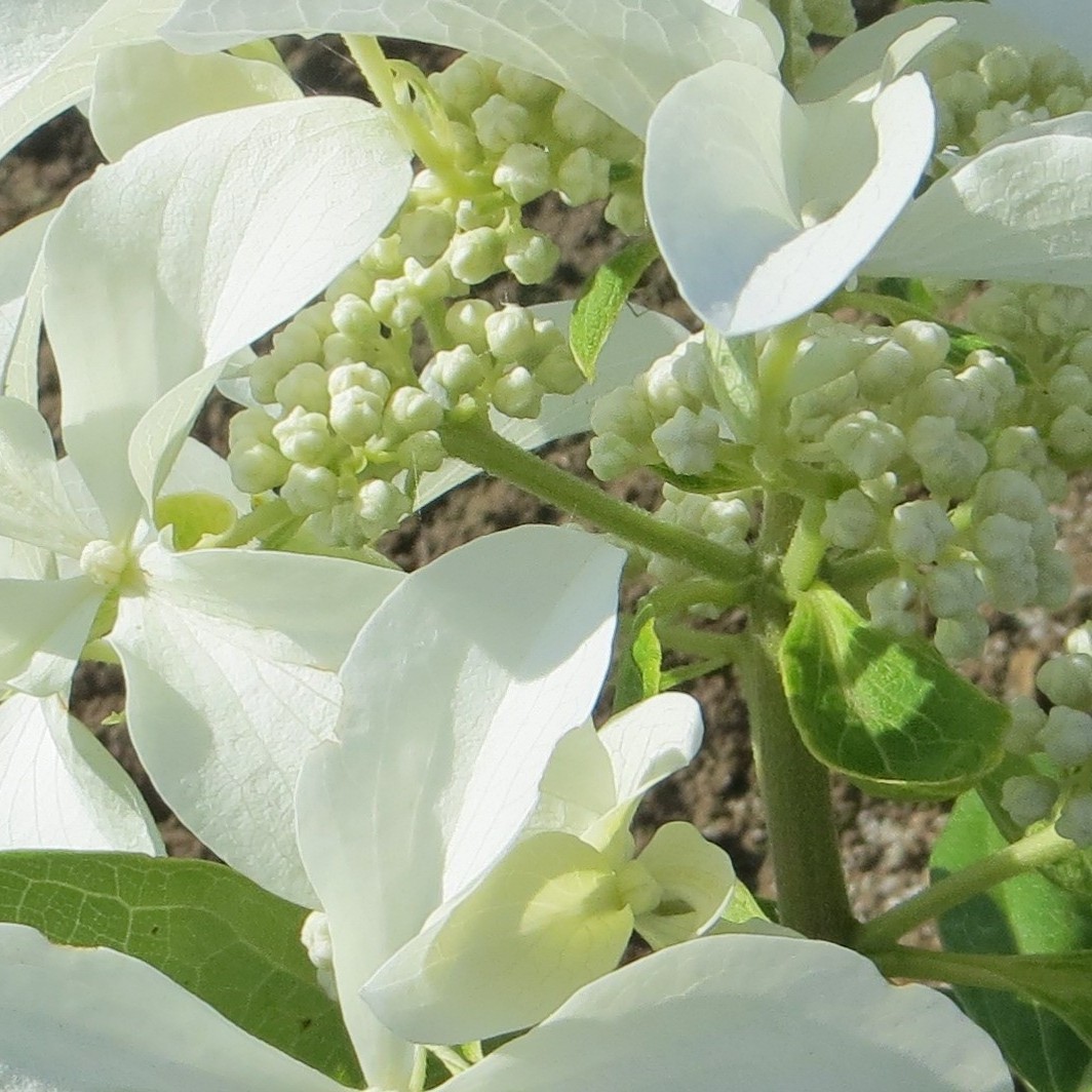 Achat Hortensia