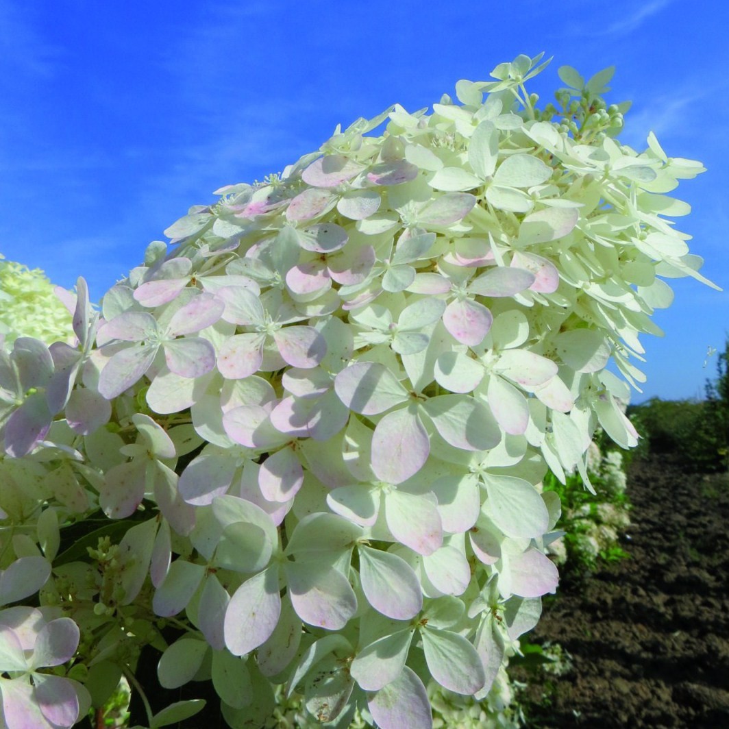 Achat Hortensia