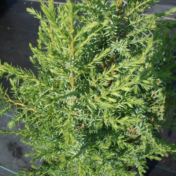 Achat Juniperus communis Compressa