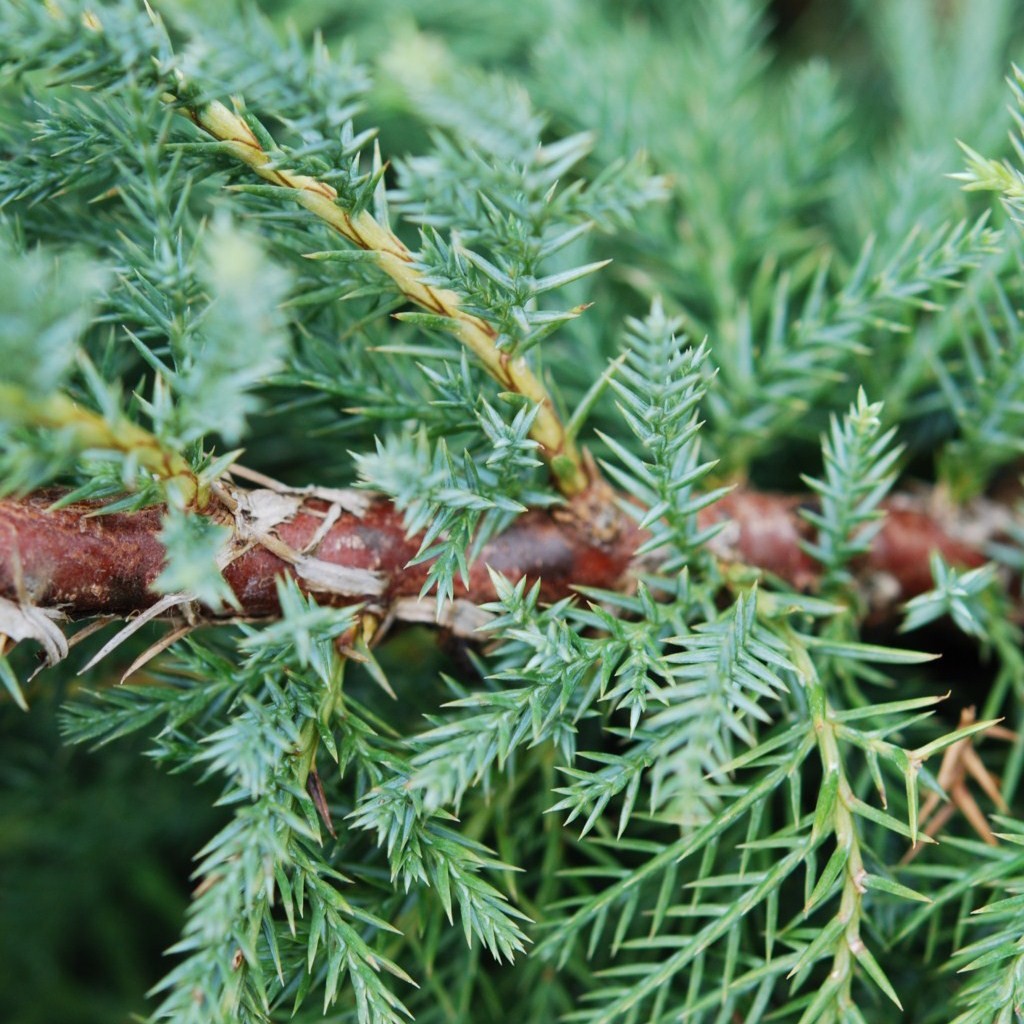 Achat Juniperus Pfitzeriana glauca