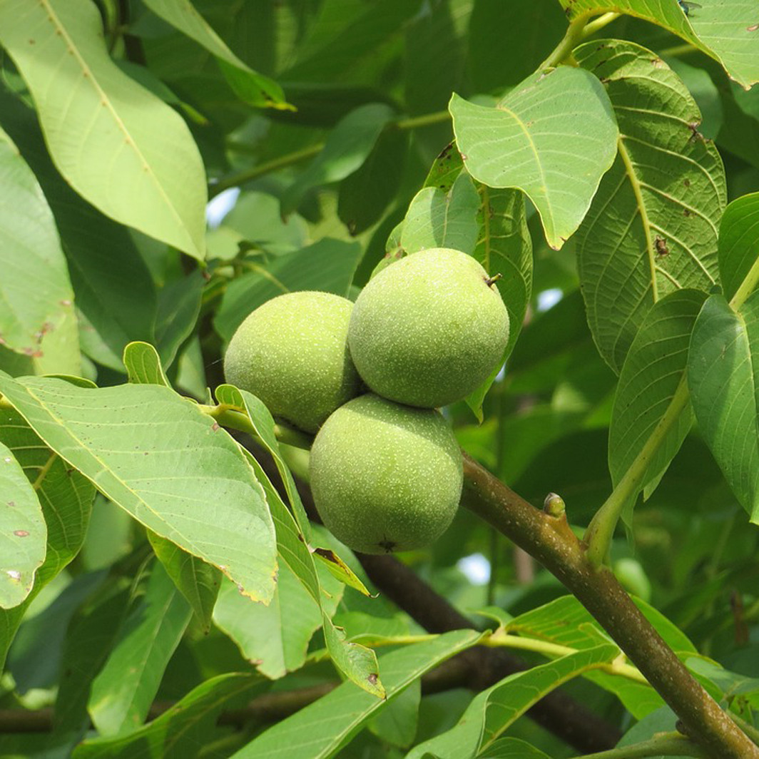 Achat NOYER - Juglans regia 'Parisienne'