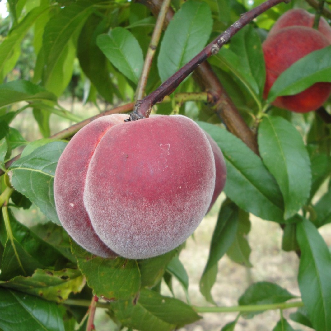 Achat PECHER - Prunus persica 'Sanguine'