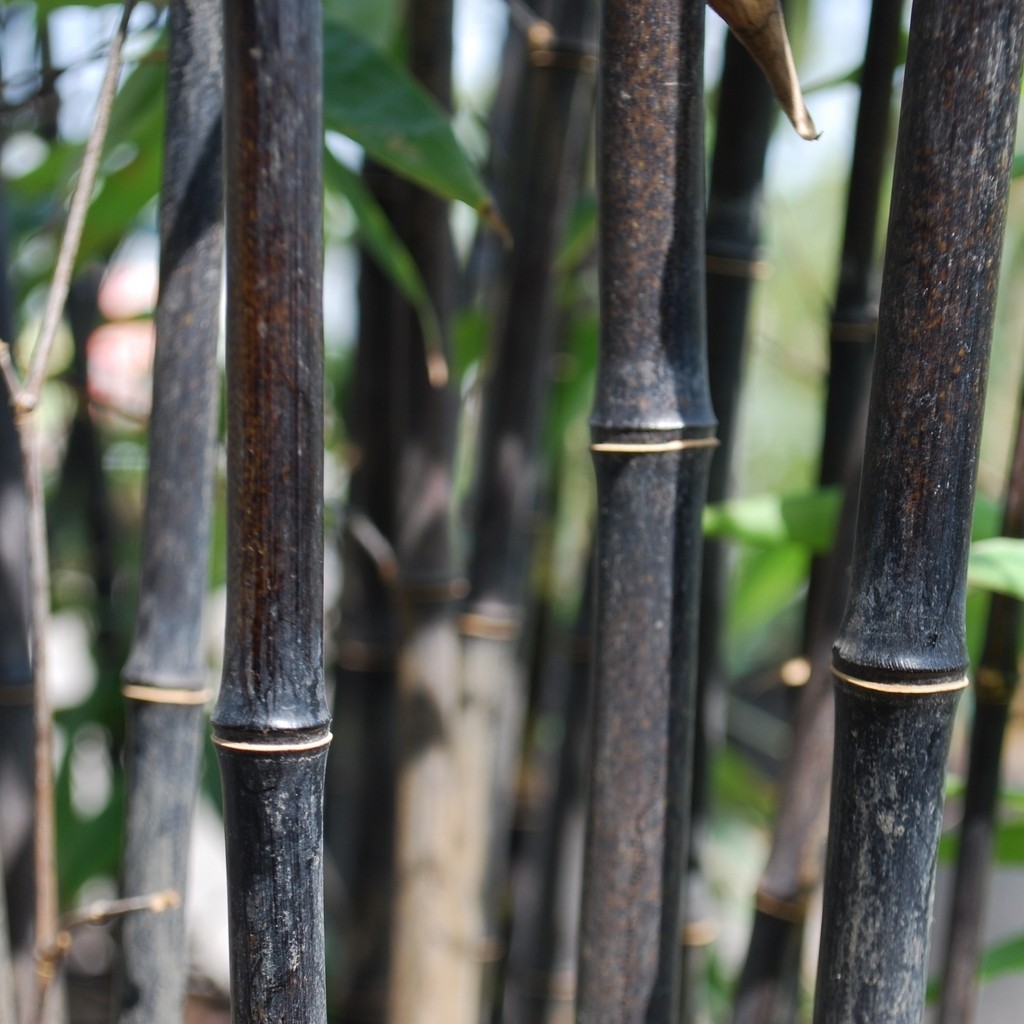 Achat Bambou noir