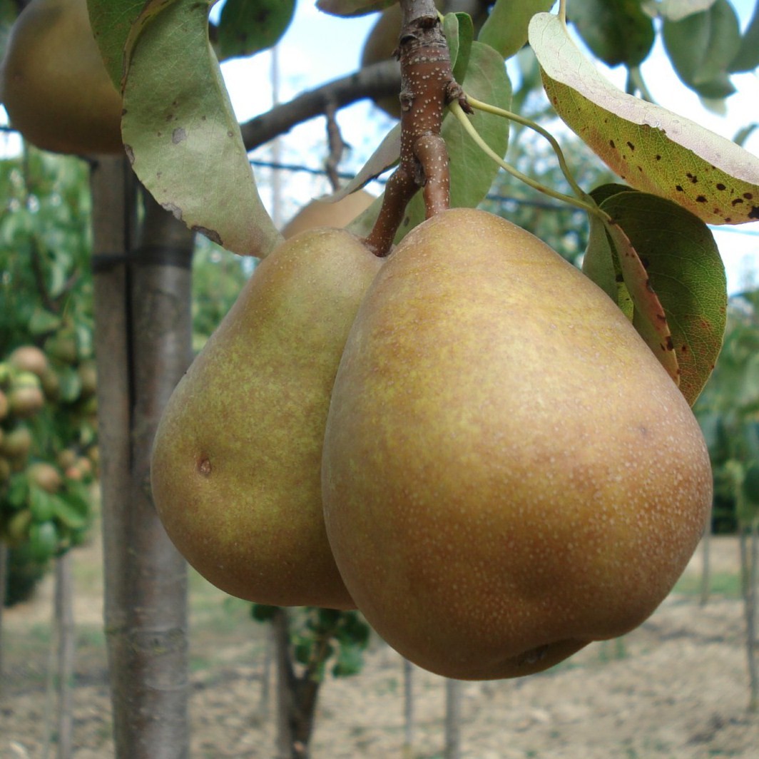 Achat POIRIER - Pyrus communis 'Beurré Hardy'