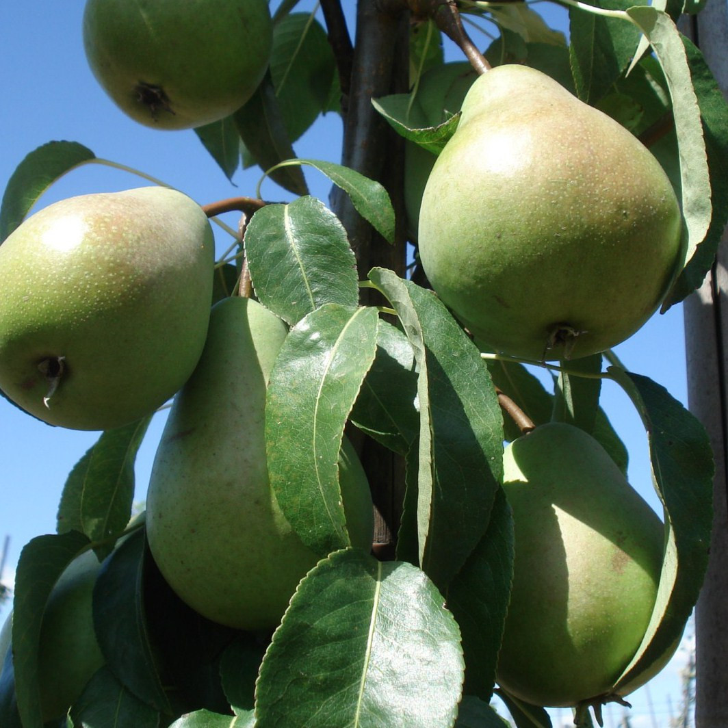 Achat POIRIER - Pyrus communis 'Epine du Mas'