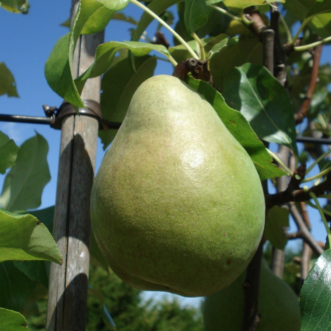 Achat POIRIER - Pyrus communis 'Jeanne d'Arc'