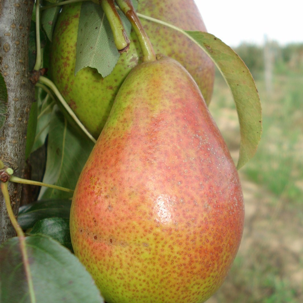 Achat POIRIER - Pyrus communis 'Louise Bonne d'Avranches'