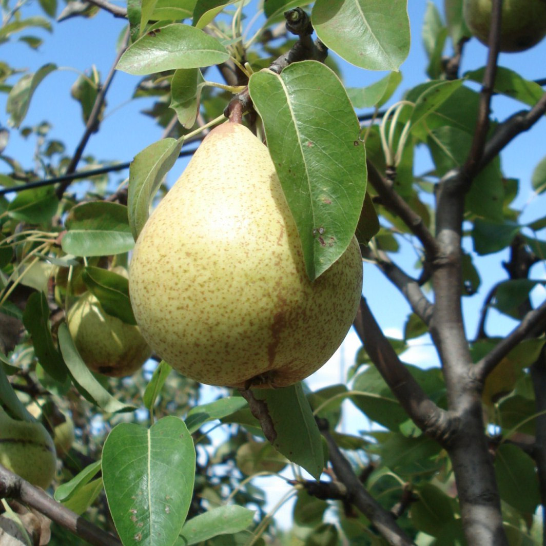 Achat POIRIER - Pyrus communis 'Soldat laboureur'