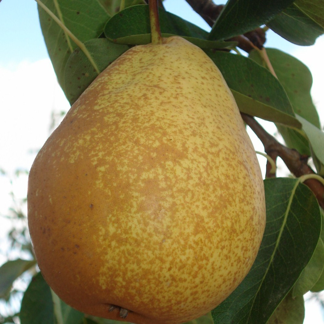 Achat POIRIER - Pyrus communis 'Triomphe de Vienne'