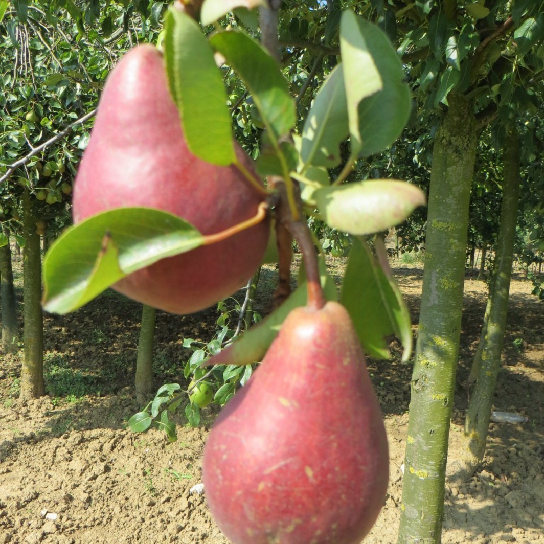 Achat POIRIER - Pyrus communis 'Williams rouge - Bon chrétien'