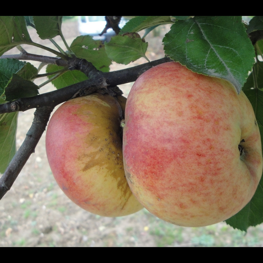 Achat POMMIER - Malus communis 'Châtaignier mesnil'