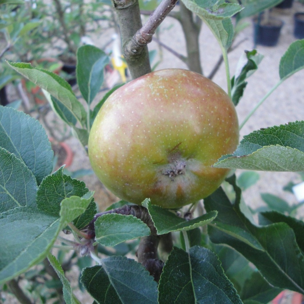 Achat POMMIER - Malus communis 'Groseille'