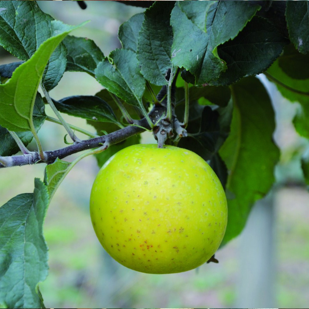 Achat POMMIER - Malus communis 'Reinette Abry'