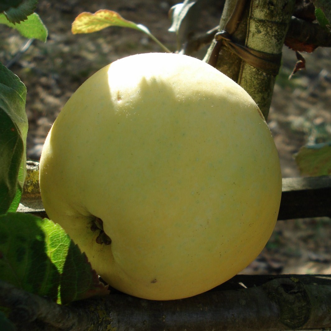 Achat POMMIER - Malus communis 'Transparente de Croncels'