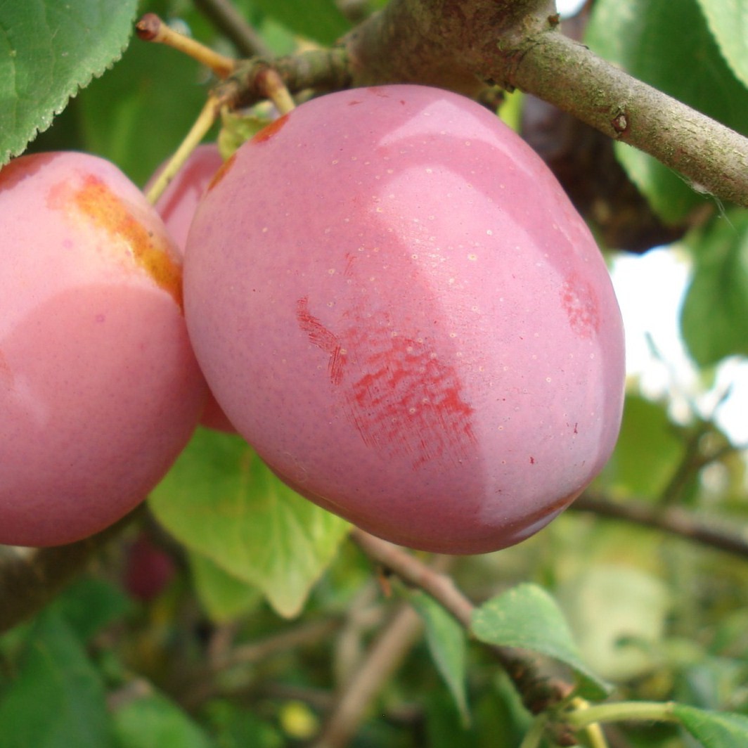 Achat PRUNIER - Prunus domestica 'Queen Victoria'